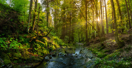 Beautiful Sunrise In Sunny Spring Forest with Stream . Sunlight Sunbeams Through Woods In Forest Landscape. Panorama Panoramic View