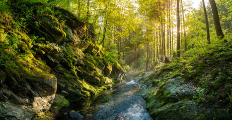 Beautiful Sunrise In Sunny Spring Forest with Stream . Sunlight Sunbeams Through Woods In Forest Landscape. Panorama Panoramic View