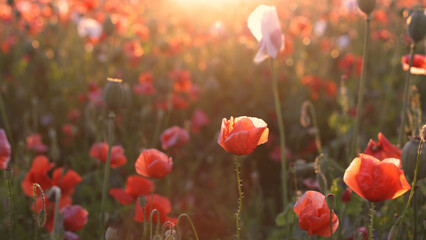 Poppies Field in Sunset, Blooming Flowers, Macro