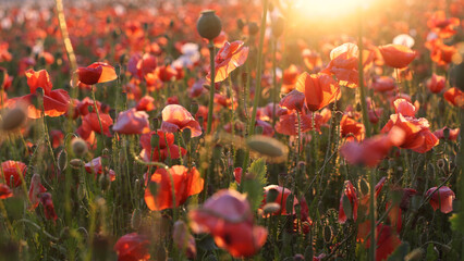 Poppies Field in Sunset, Blooming Flowers, Macro