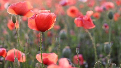 Poppies Field in Sunset, Blooming Flowers, Macro