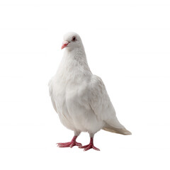 Naklejka premium A beautiful white pigeon standing gracefully on its feet, showcasing its delicate feathers and vibrant pink feet against a white isolated background.