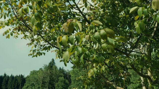 Gr&uuml;ne Bl&auml;tter tanzen sanft im Wind, bewegen sich im Rhythmus der Natur. Sonnenstrahlen blitzen durch das Laub &ndash; eine ruhige, atmosph&auml;rische Szene voller Leichtigkeit und Leben.