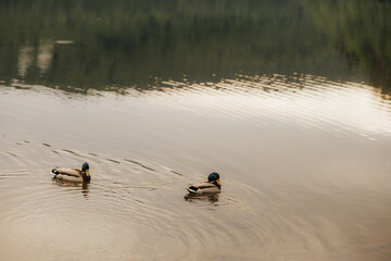 Duck couple swimming at sunset – peaceful water scene with warm light © Katarzyna Ledwoń