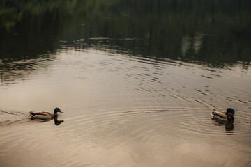 Duck couple swimming at sunset – peaceful water scene with warm light © Katarzyna Ledwoń