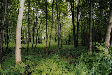 Fototapeta premium Lush green forest background near Vistula River dam – old Polish woodland