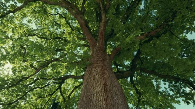 Blick von unten auf einen gro&szlig;en Baum mit m&auml;chtigem Stamm und dichtem gr&uuml;nen Bl&auml;tterdach. Sonnenlicht f&auml;llt durch das Laub &ndash; ein beeindruckender Moment aus der Perspektive der Natur.





