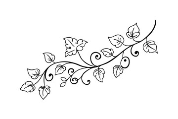 Elegant vector illustration of a decorative vine with leaves and swirls on white background