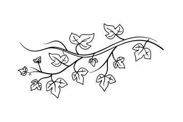Delicate black and white vine with leaves decorative vector illustration on white background