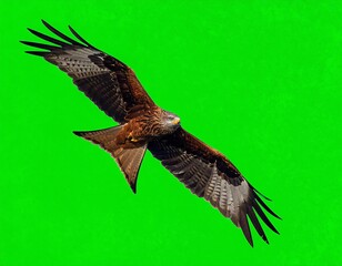 Naklejka premium Red Kite in Flight Against Green Background