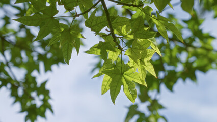 Green leaves of liquidambar styraciflua tree in murcia spain with sunlight filtering through foliage creating a vibrant outdoor nature scene against a clear blue sky