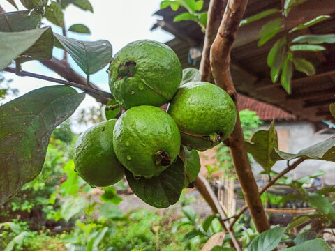 A few green guava fruits are still hanging on the tree, surrounded by dense leaves.