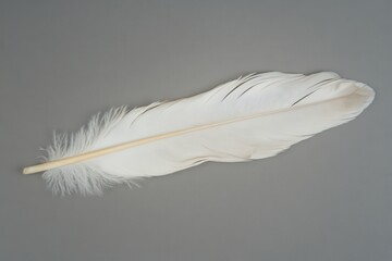 Obraz premium Large white feather resting on a gray background with delicate details highlighted
