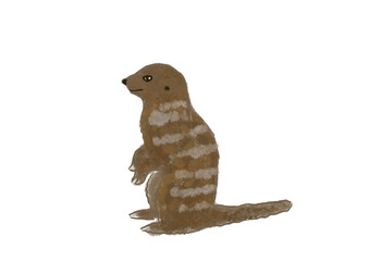 Animals Meerkat digital Hand Drawing Illustration