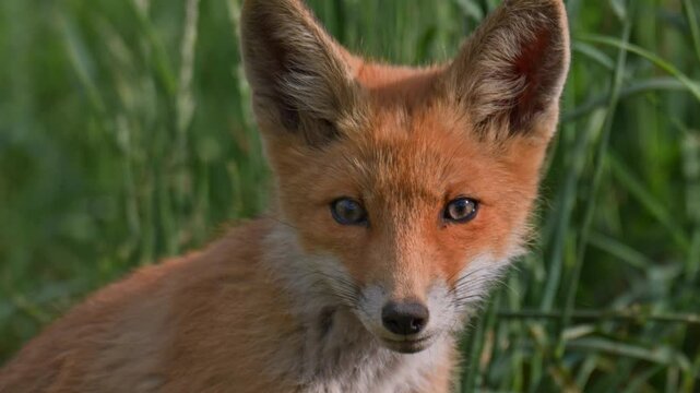 Red fox, vulpes vulpes. Small young red fox cub portrait in the wild. Head close up.