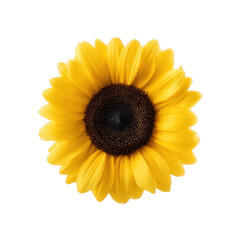 Obraz premium A vibrant and detailed sunflower blooming brightly, showcasing its golden petals and dark center, isolated against a white background for a striking visual impact.