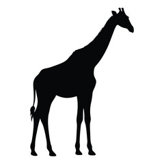 Fototapeta premium Graceful giraffe silhouette in natural pose perfect for animal illustration vector illustration.