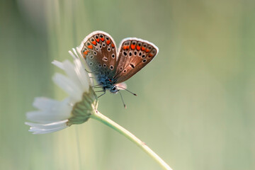 Motyl na łące na kwiatach, sezon letni, tło, miejsce na tekst. 