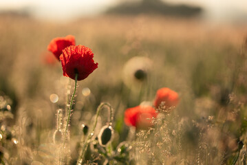 Czerwone maki w zbożu o świcie w rosie.  © Elżbieta Kaps