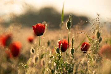 Czerwone maki w zbożu o świcie w rosie.  © Elżbieta Kaps