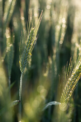 Kłosy zboża, żyta, w rosie na polu, sezon letni.  © Elżbieta Kaps