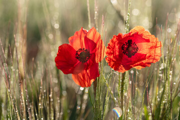 Obraz premium Piękne czerwone polne maki w porannym słońcu w kroplach rosy, dekoracyjna tapeta, tło sezon letni. 