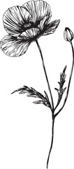 Ink illustration of poppy. Original vector art. Silhouette art of poppy good for commercial and others.