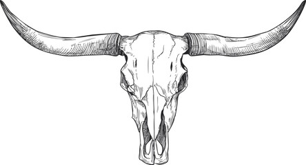 Line drawing of a longhorn skull with detailed shading and empty eye sockets. Vector illustration