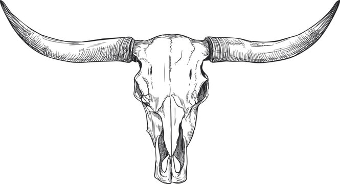 Line drawing of a longhorn skull with detailed shading and empty eye sockets. Vector illustration