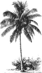 Black and white illustration of a lone palm tree with detailed leaves. Vector illustration