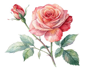 Fototapeta premium rose watercolor clipart illustration with isolated background on white background