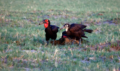 Southern gound hornbills foraging for food