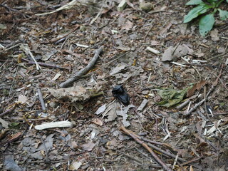 恋の季節のクロヒラタシデムシ