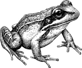 Naklejka premium Detailed black and white illustration of a frog with textured skin and shading. Vector illustration