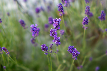 lavender field in provence