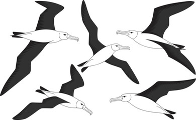 Black and white detailed illustration of albatross birds flying, ocean wildlife scene, isolated vector art, nature design, bird silhouettes, majestic flight