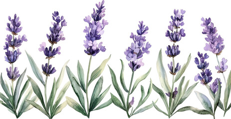 Fototapeta premium lavender 