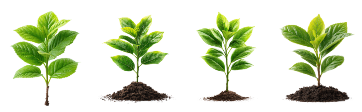 Growth Stages of Green Plant Sprouts with Soil and Leaves