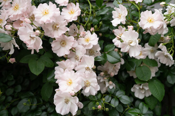 淡いピンクのバラ