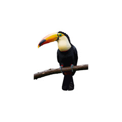 bird