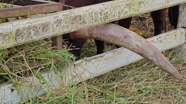 Ankole Watusi horns stuck in the fench.