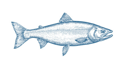 Obraz premium Fish sketch salmon trout. Vintage retro print, black white salmon trout fish sketch ink pencil style drawing, linear drawing, engrave old school. Sketch artwork salmon trout fish. Illustration