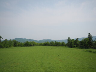 Fototapeta premium 北海道の初夏の草原