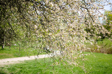 Fototapeta premium Sunny Day in a Flowering Park