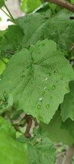 Grape leaf in dew drops