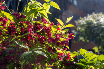Vibrant Red Flowers on a Weigela Bush.