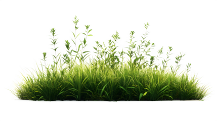 Lush green grass and foliage isolated on perfect for nature and ecology themed designs isolated on white transparent background PNG cutout