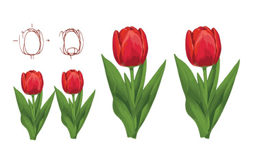 Obraz premium Vibrant Red Tulips A Collection of Botanical Illustrations for Design Projects