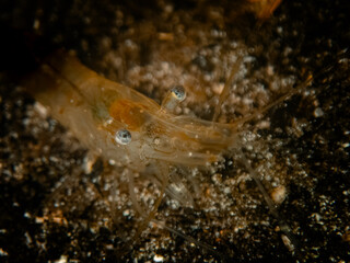 An Eastern grass shrimp (Palaemonetes paludosus) in the cavern at Buford Sink, Chassahowitzka Wildlife Management Area, Florida, Florida