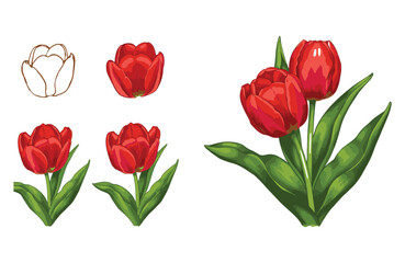 Obraz premium Step-by-Step Tulip Drawing Tutorial Learn to Draw Beautiful Red Tulips with Easy Steps